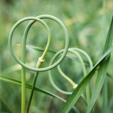 Garlic scapes growing in the garden