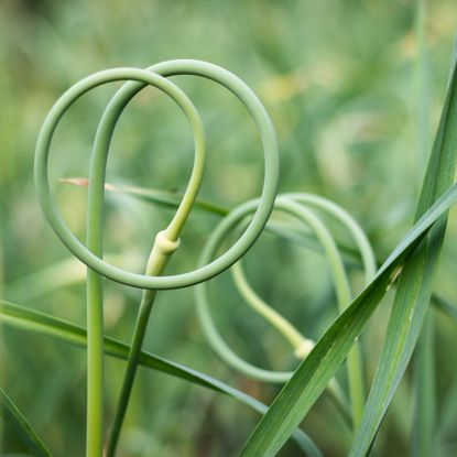 Garlic scapes growing in the garden