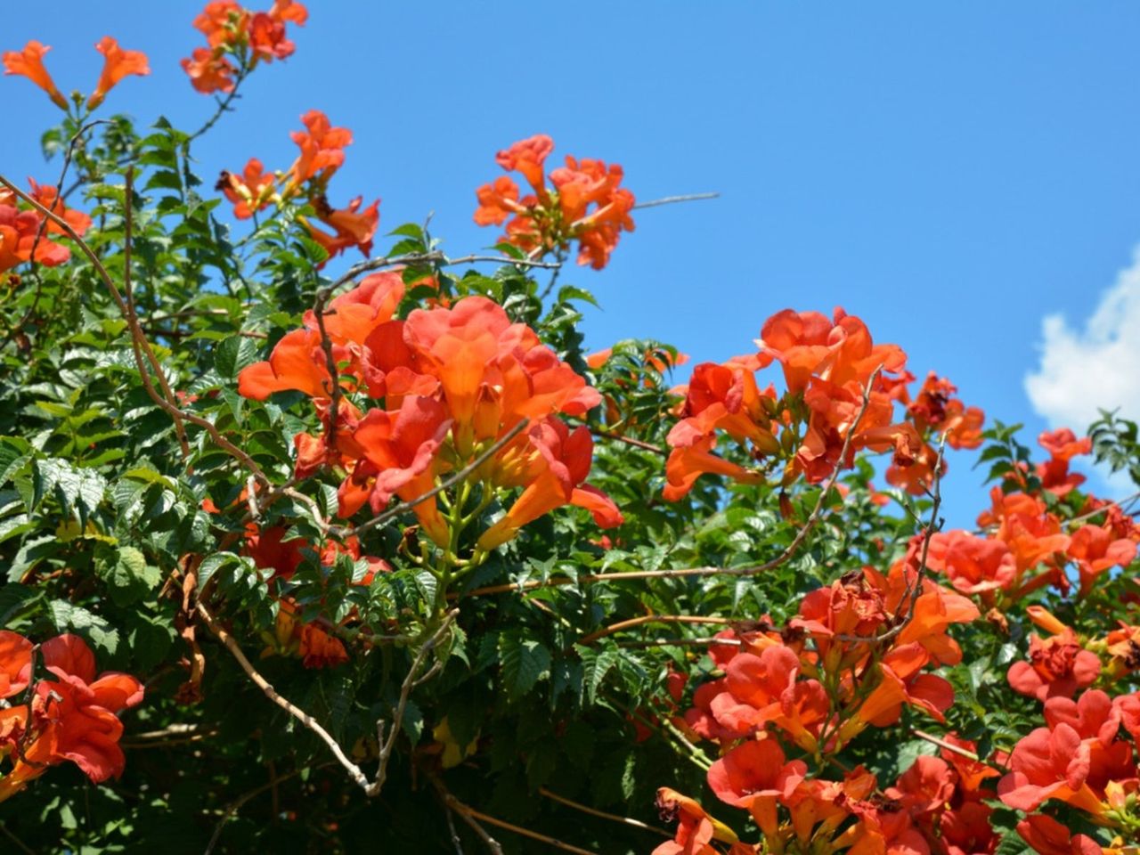 Flowering Trumpet Creeper Vine