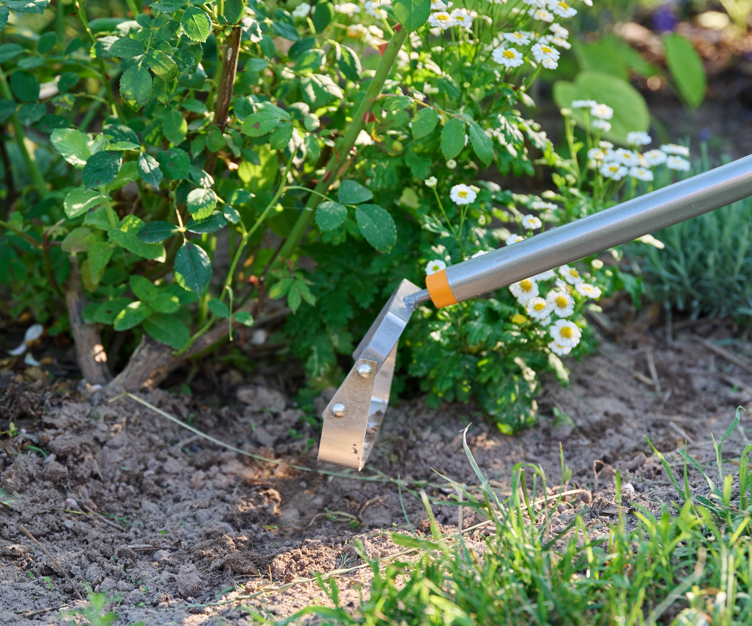 A gardener used a stirrup hoe to weed around shrubs in a flower bed