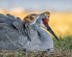 Sandhill Crane. ©Robin Ulery/Audubon Photography Awards/2021 Amateur Award Winner