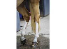 back legs