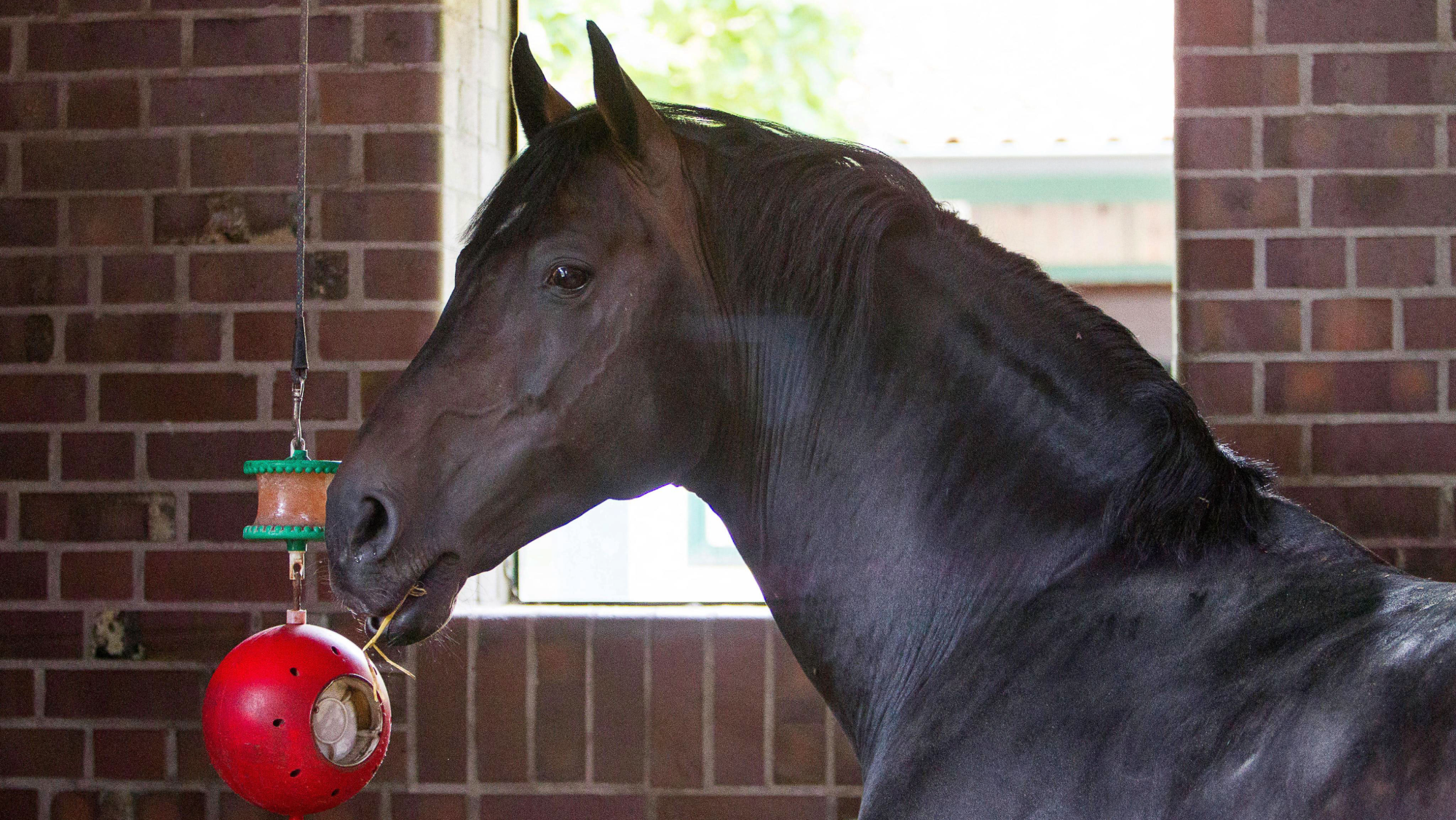 Bay horse in a brick stable with a stable treat toy hanging from a string