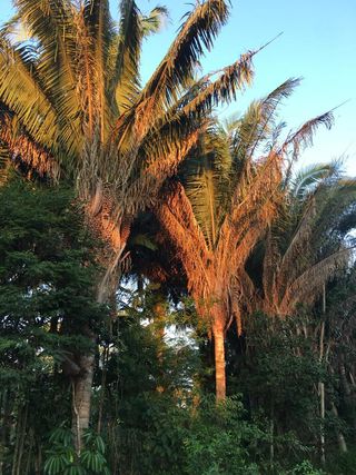 Brazilian Palm trees in countryside nursery