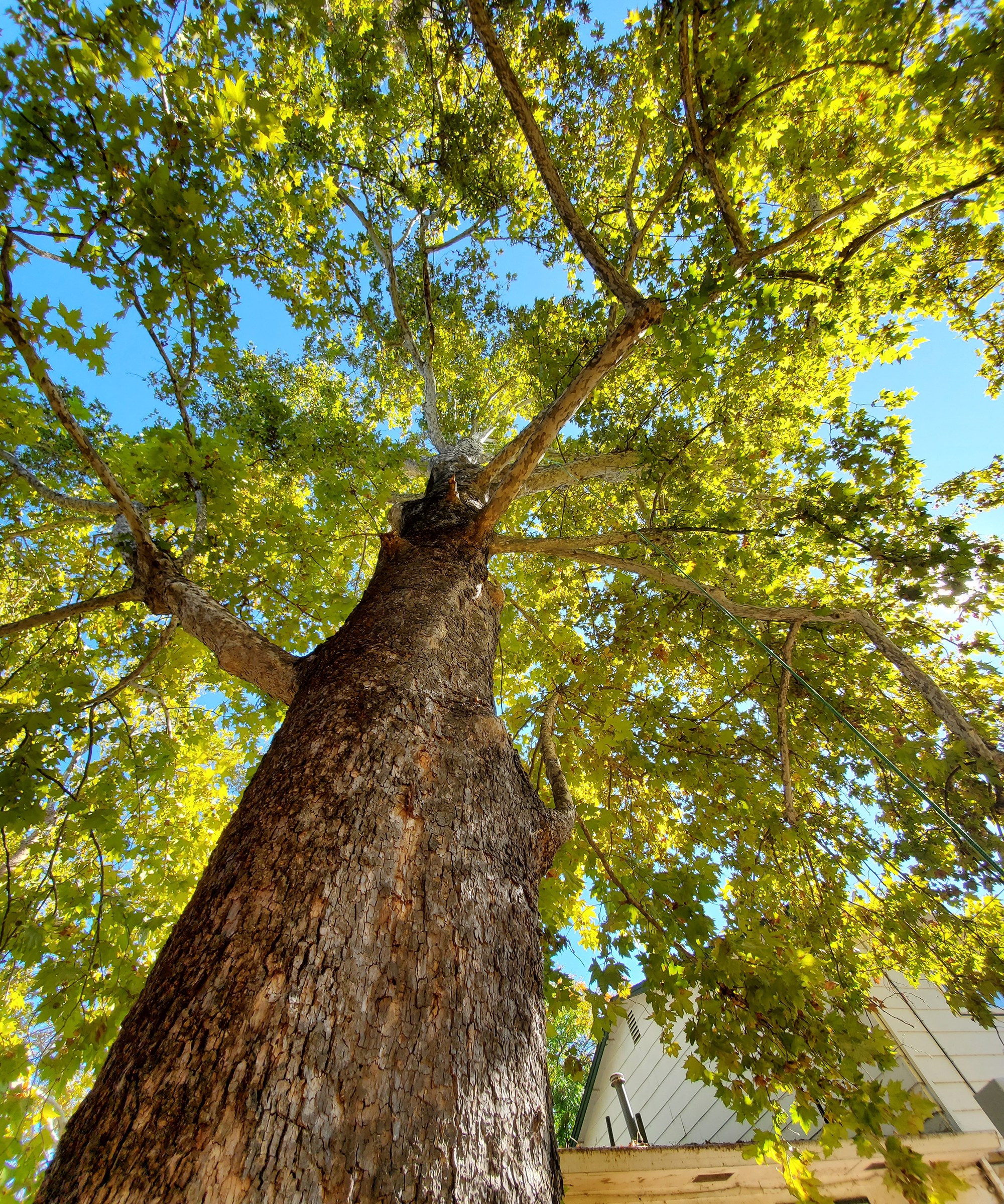 Sycamore shade tree