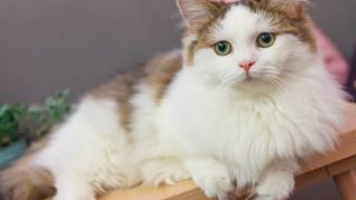 White and brown munchkin cat