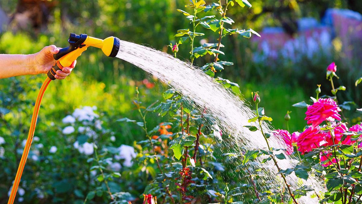 Read more about the article How to water plants during a heatwave: expert tips |