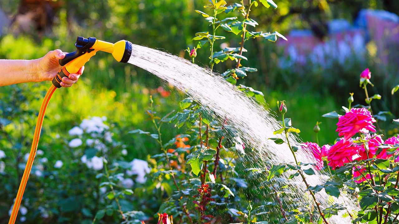 watering plants with a hose