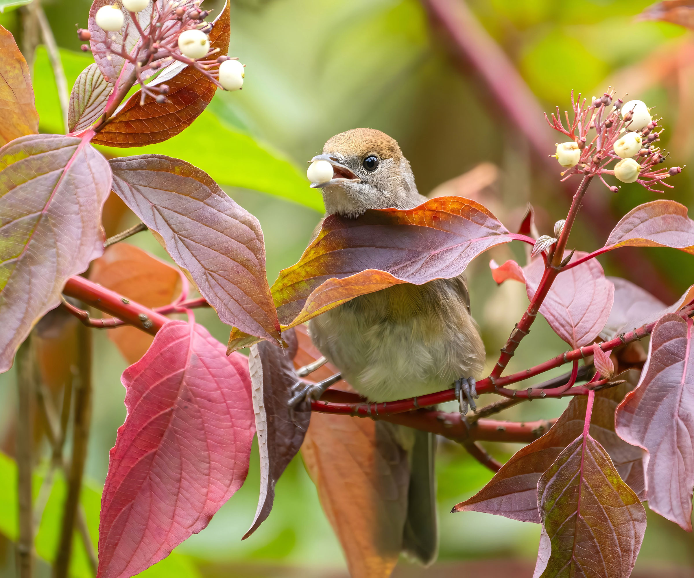 bird nibbling white berry from shrub in fall garden