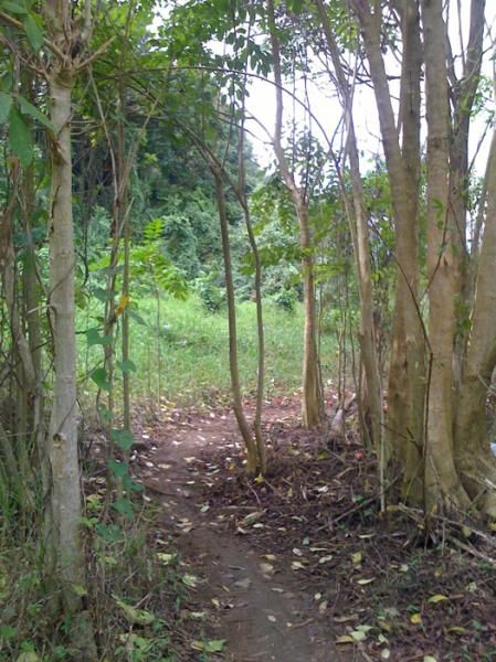 Jungle singletrack at the Florida MTB race, Puerto Rico