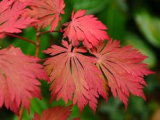 acer japonicum aconitifolium 