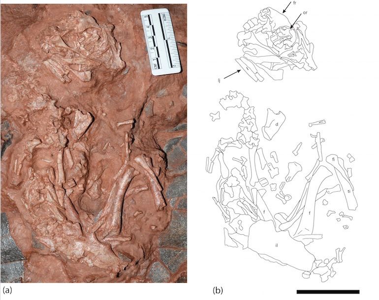 fossilized embryo