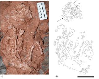 dinosaur embryo