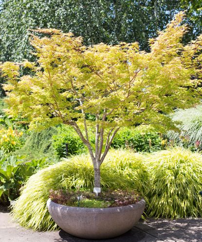 Best trees for shade: 9 top growers for shady spots | Gardeningetc