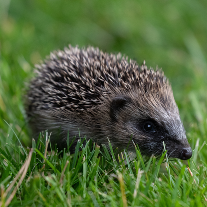 Hedgehog in grass.