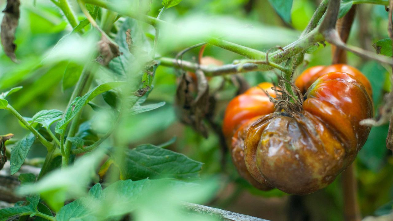 tomato blight