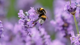 Bee nestled on lavender flowerhead