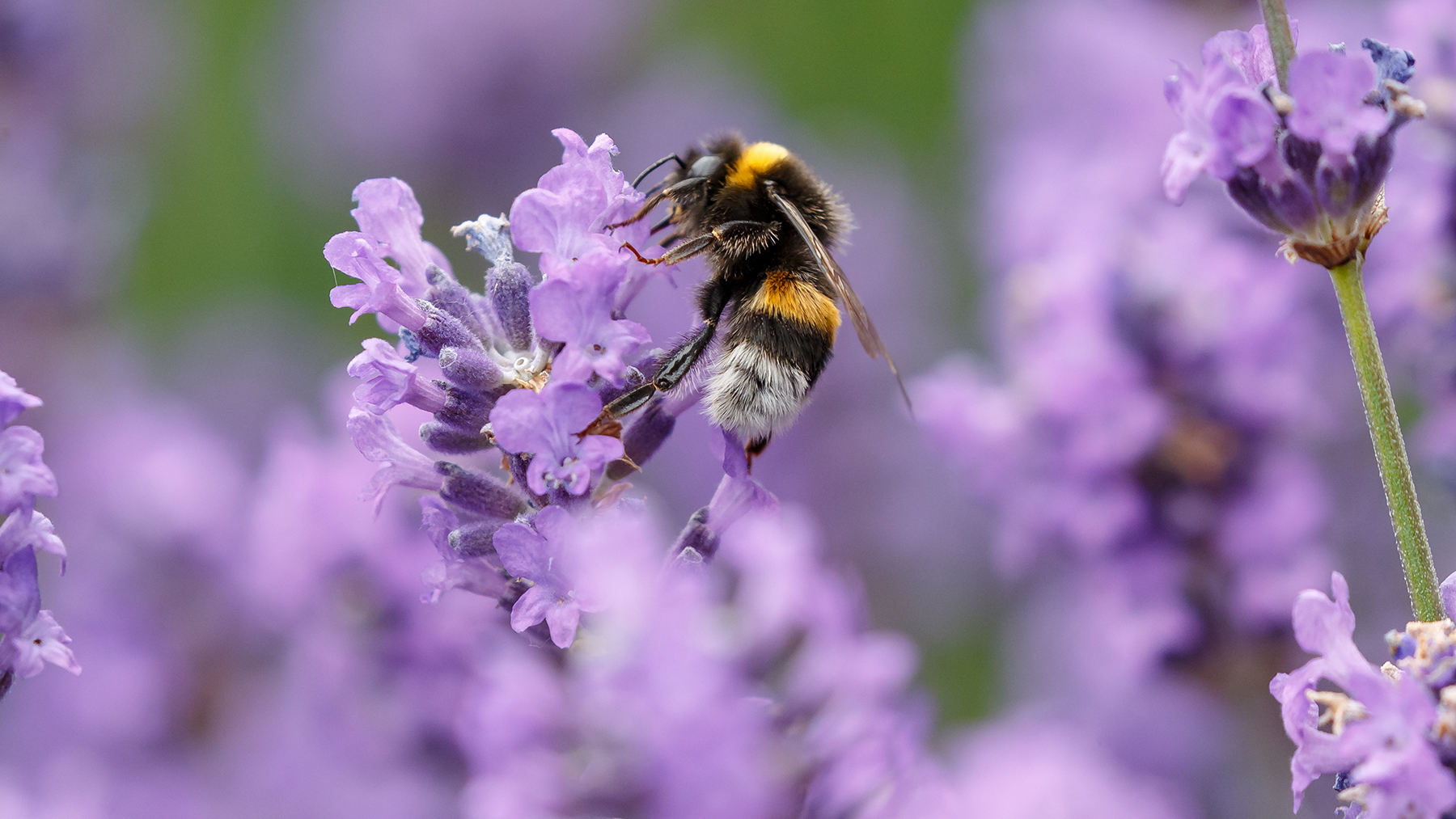 Bee nestled on lavender flowerhead