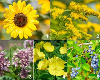 Planting palette designed to provide nectar to moths, with sunflowers, goldenrod, milkweed, evening primrose, and high-bush blueberry