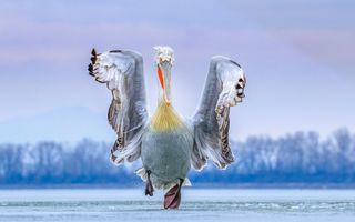 Bird Photographer of the Year announced! See the winning image here