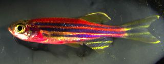 A transgenic zebrafish, genetically engineered so that its outermost skin cells each express a different combination of red, blue and green proteins.