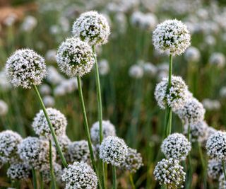 white onion flowers