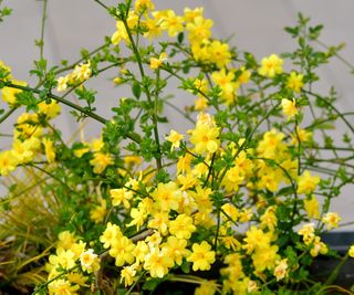 Winter jasmine with yellow flowers