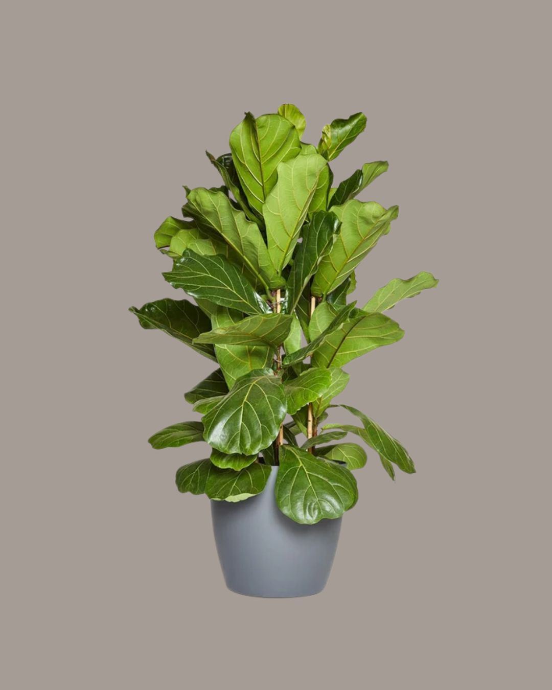 A fiddle-leaf fig plant potted in a gray vase, set against a brown background.