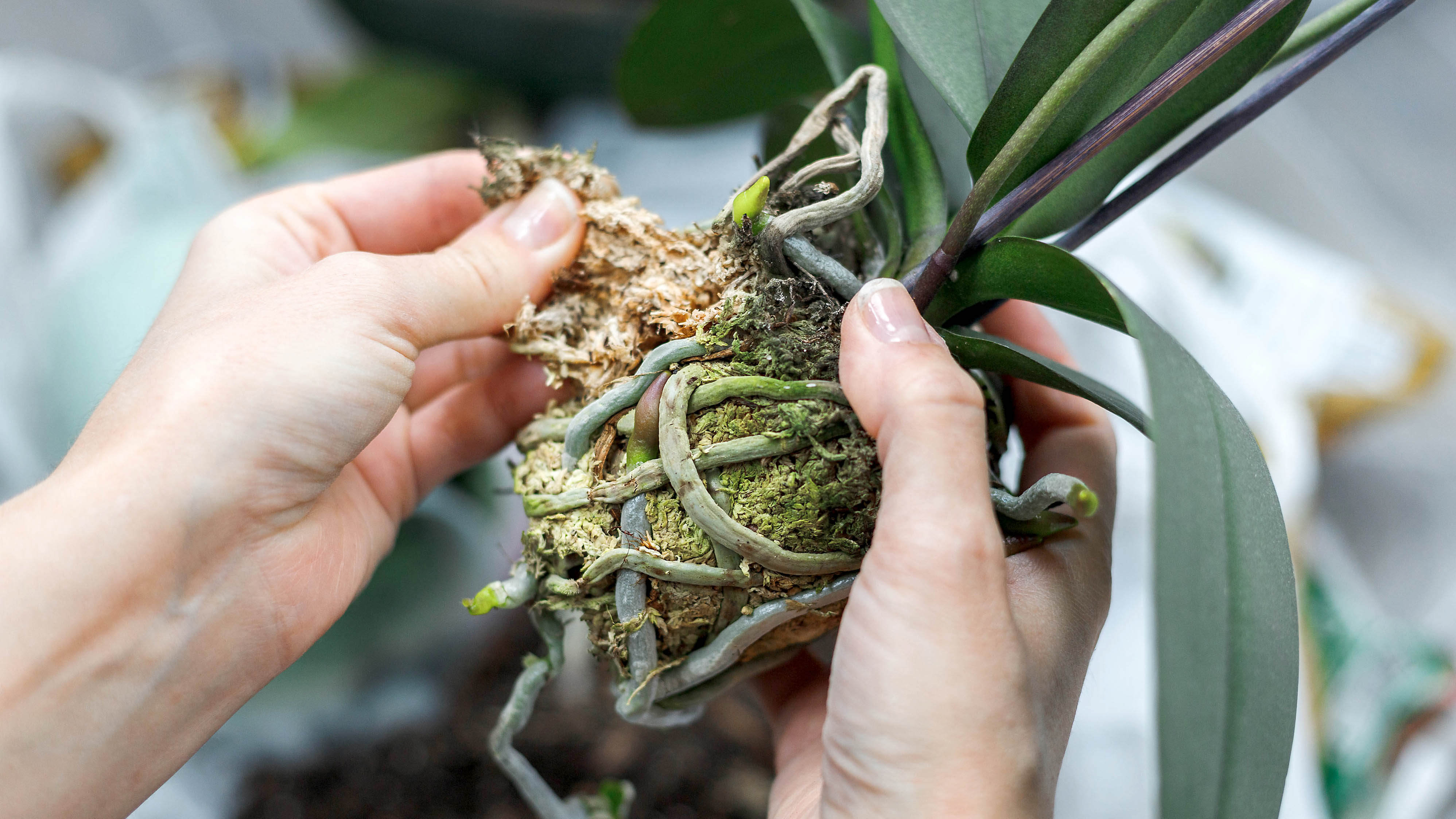 An orchid taken out of the pot, ready to be repotted