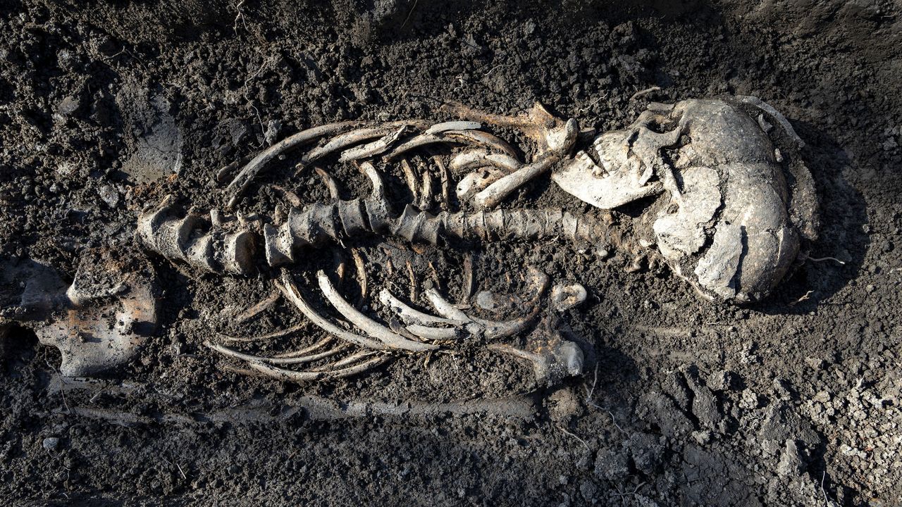 This close-up shot shows one of the burials found in the tombs in Sweden. They are believed to be Christianized Vikings who lived about 1,000 years ago.