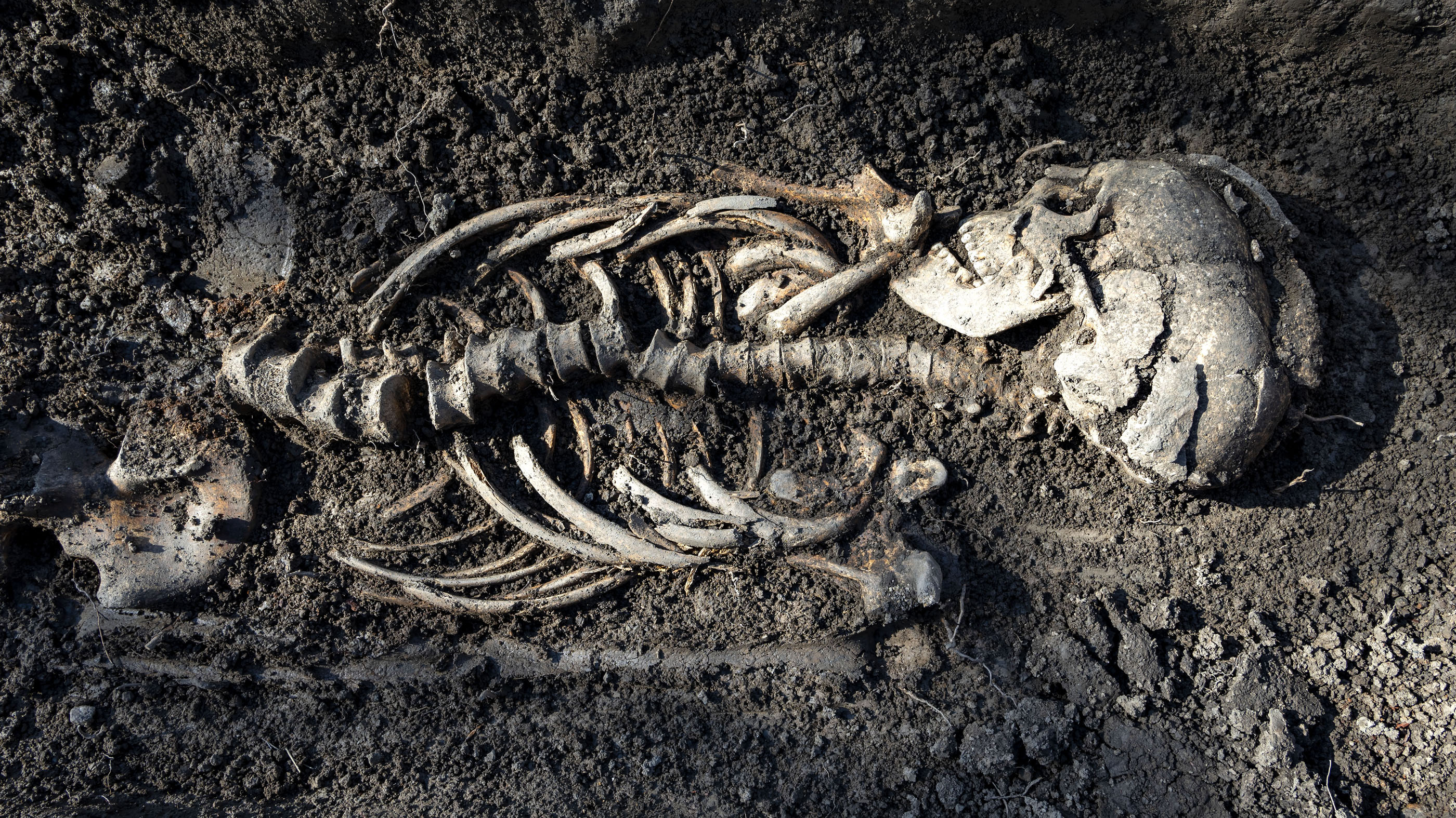Viking King Buried With a Pillow and Fine Silk, New Study Confirms