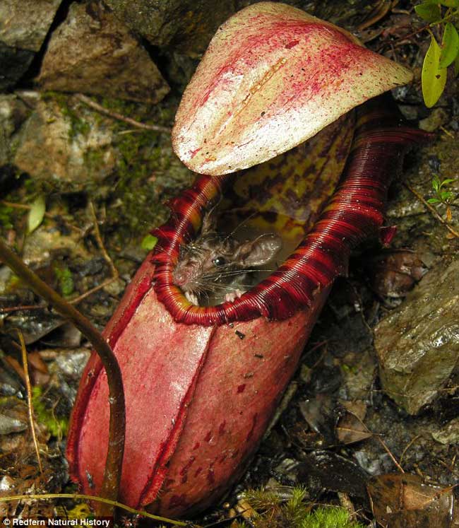 pitcher plant eating a frog