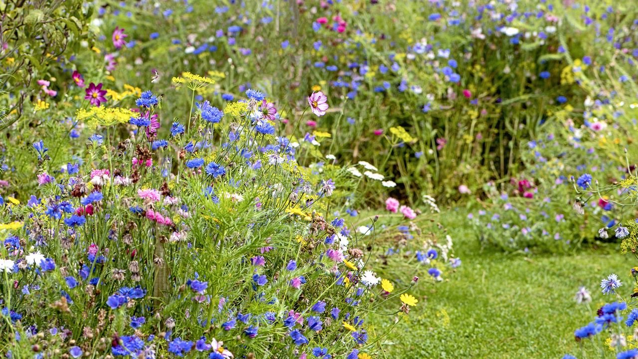 rewilding your garden