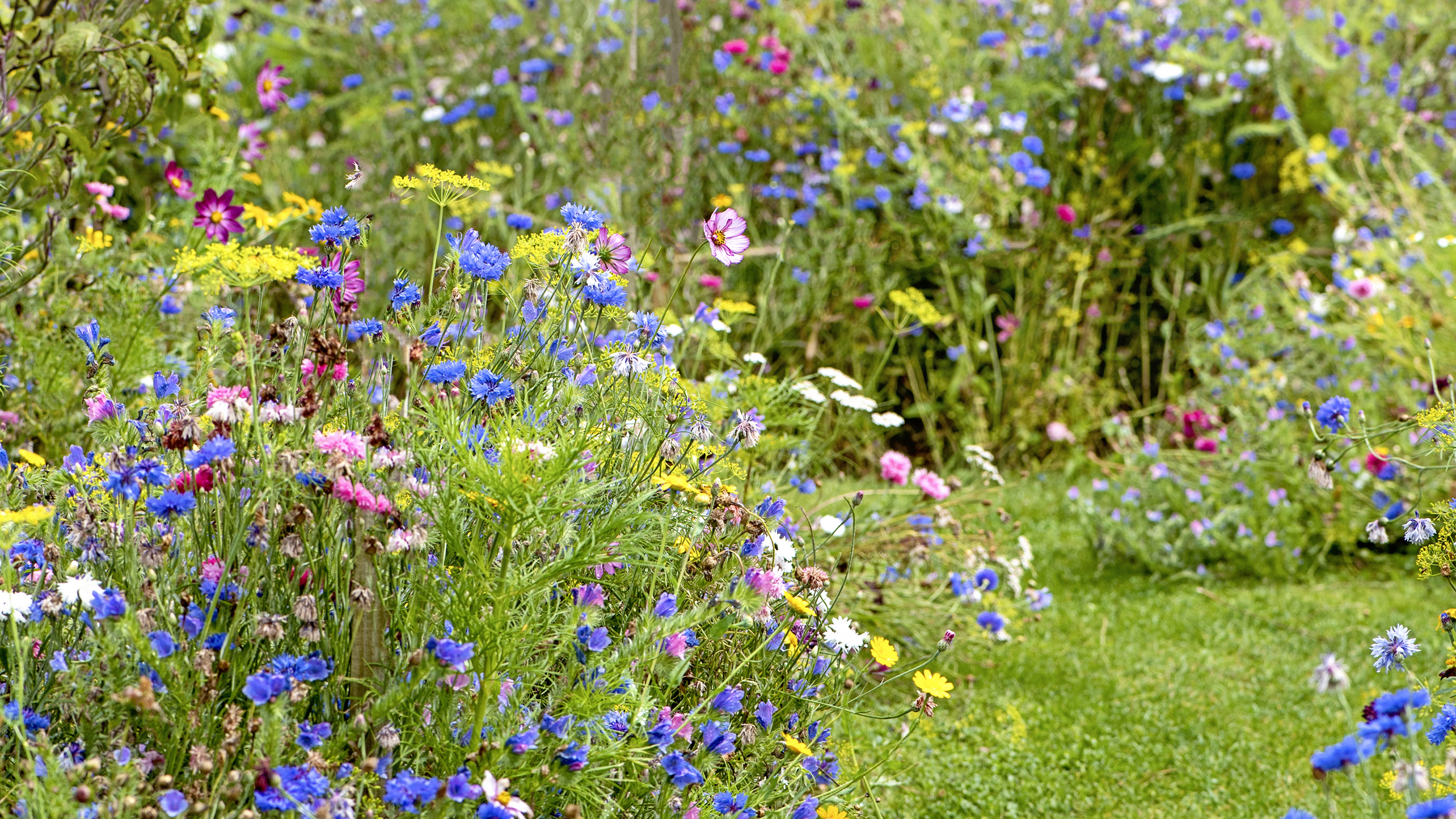 The Case for Letting Your Garden Run Wild