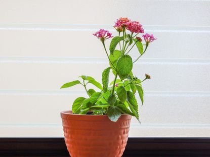 A small potted lantana plant with pink flowers growing indoors against a white tiled wall