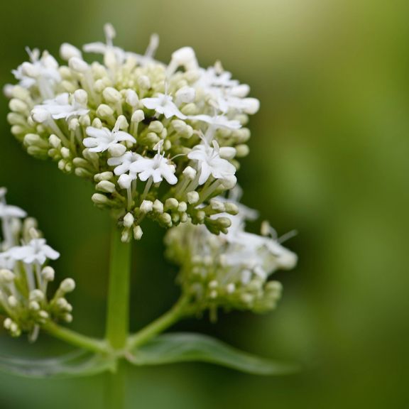 Learn About Valerian Plant History | Gardening Know How