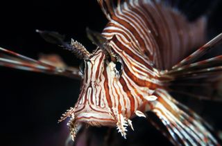 Lionfish are voracious eaters and can expand their stomachs 30 times their original volume to accommodate that appetite.