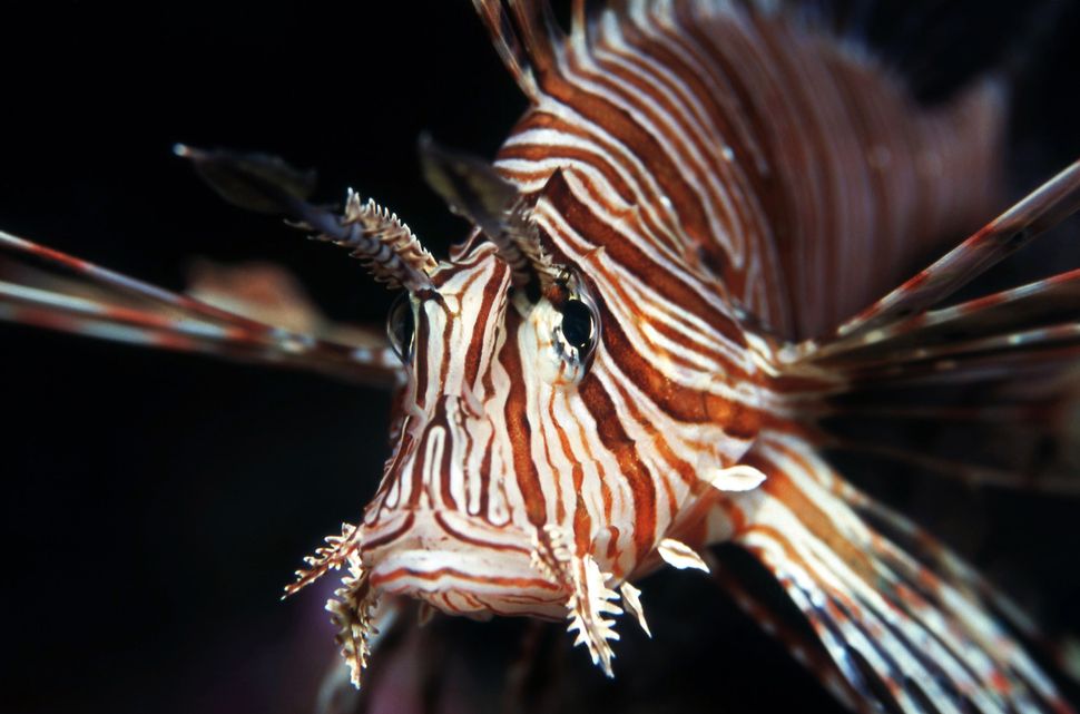 Why Are Invasive Lionfish Taking Over the Atlantic?