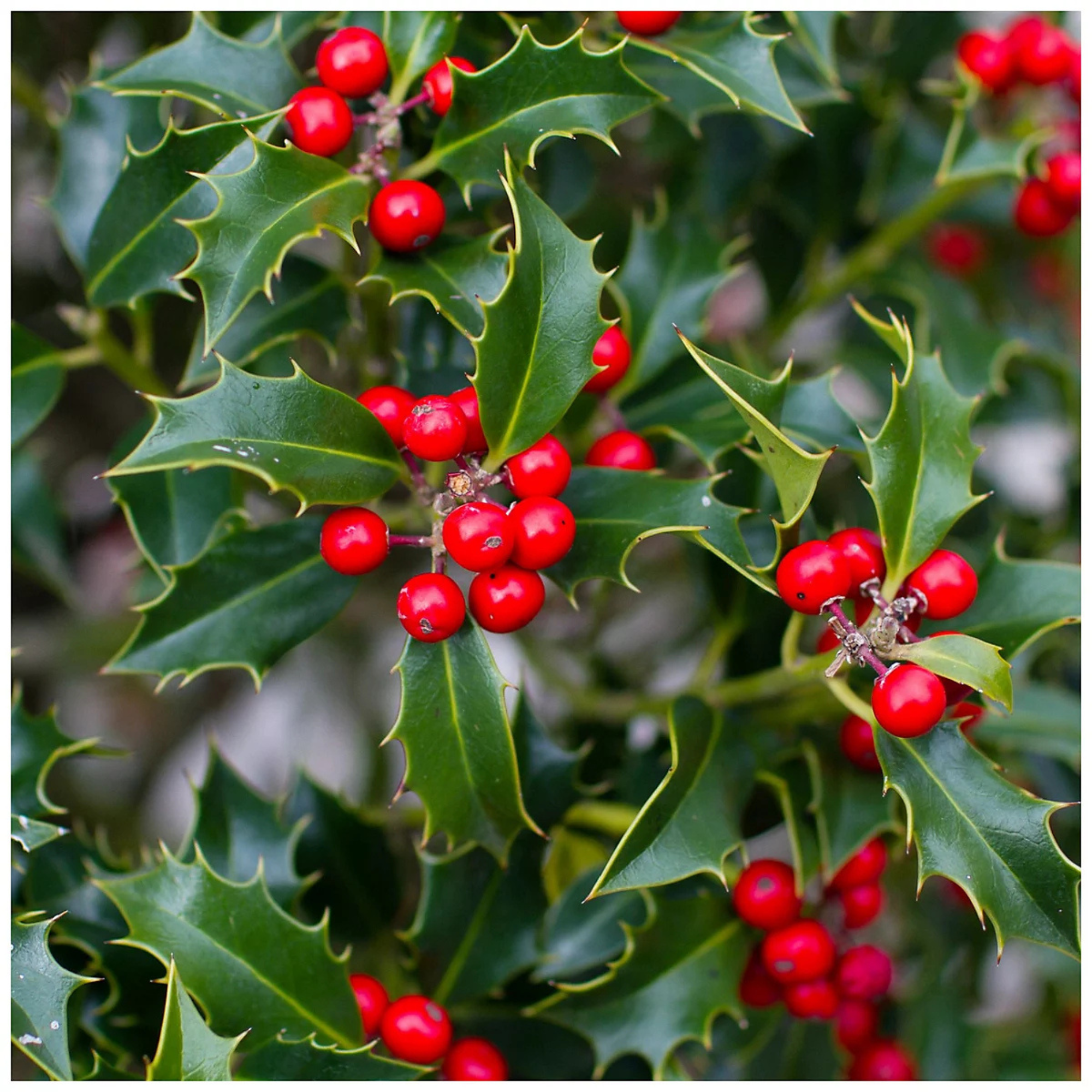 3 Common Holly Hedging 