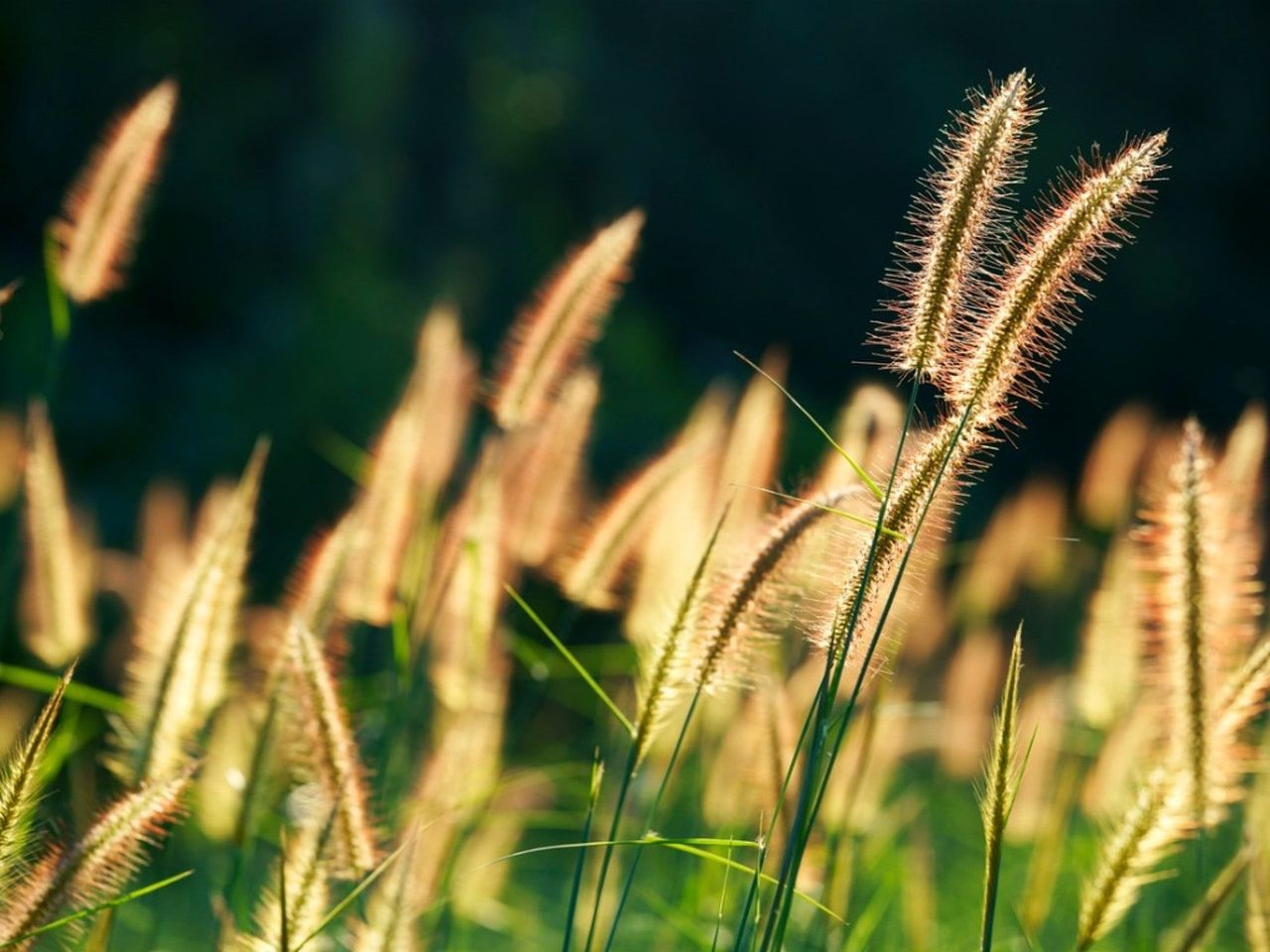 Close up of ornamental grass seed heads catching the sunlight