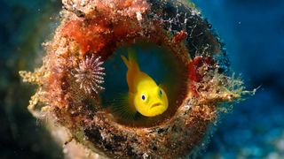 Yellow crown goby - saltwater aquarium fish