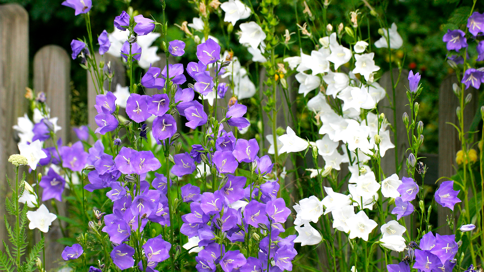 Campanula / bellflower in purple and white