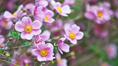 Pink Japanese anemones