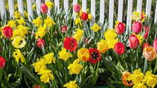 Red tulips and yellow daffodils are flowering in front of a white fence
