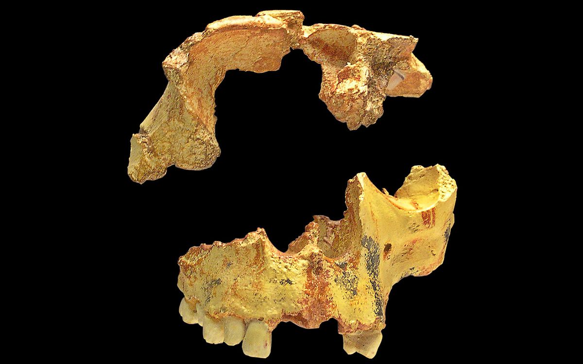 What Made Ancient Hominins Cannibals Humans Were Nutritious And Easy Prey Live Science