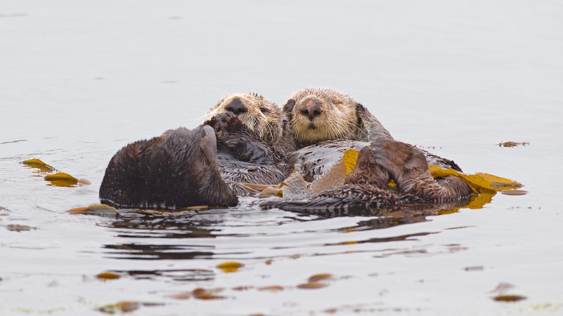 Sea otters sleeping