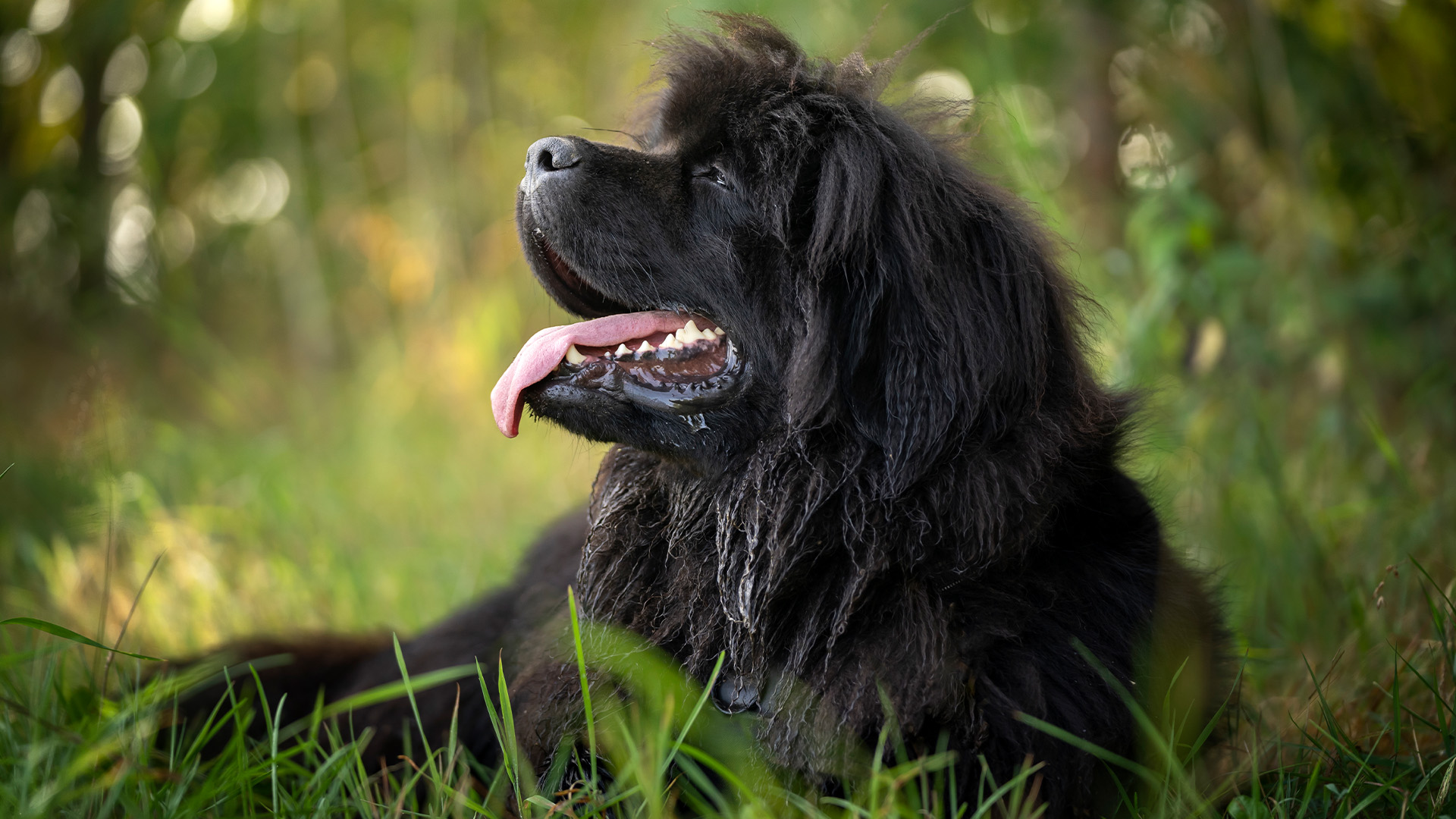 Newfoundland dog laying in grass