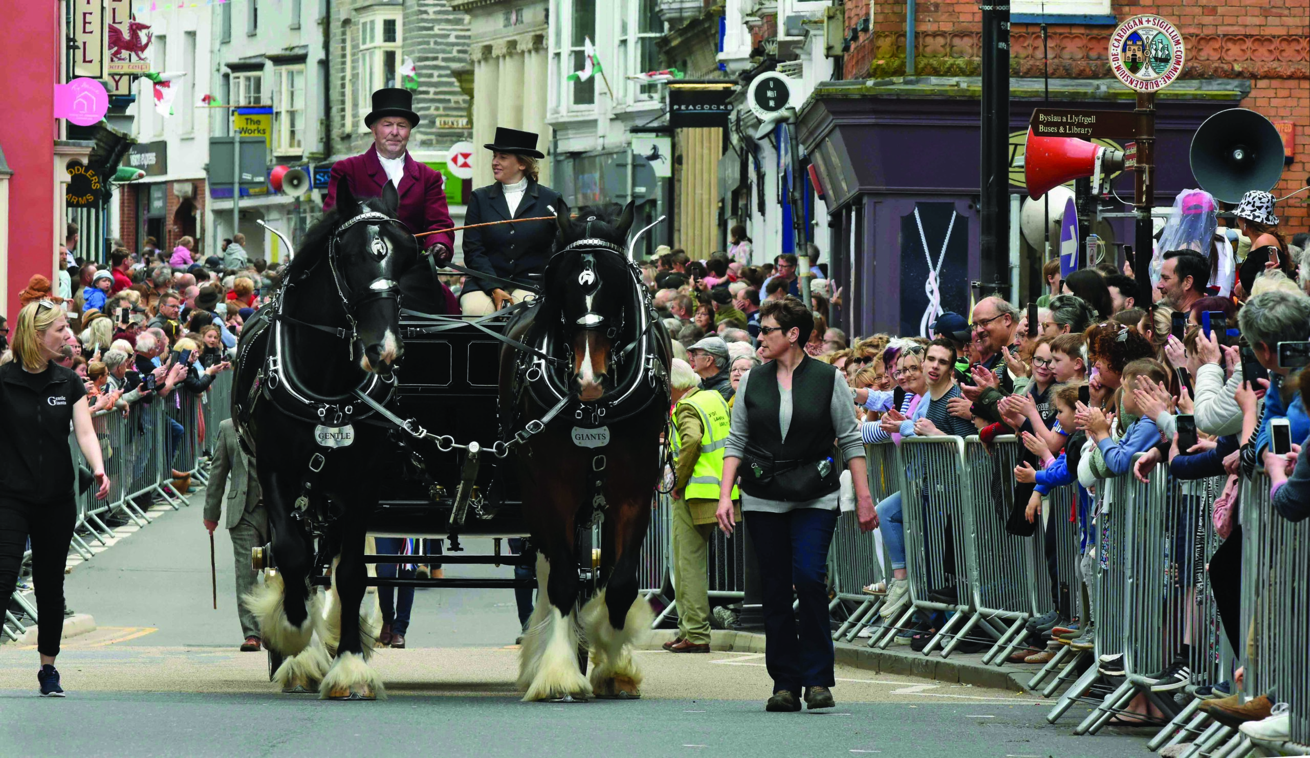 John Fletcher drives his Shire horses through Cardigan's streets at the 2025 Barley Saturday.