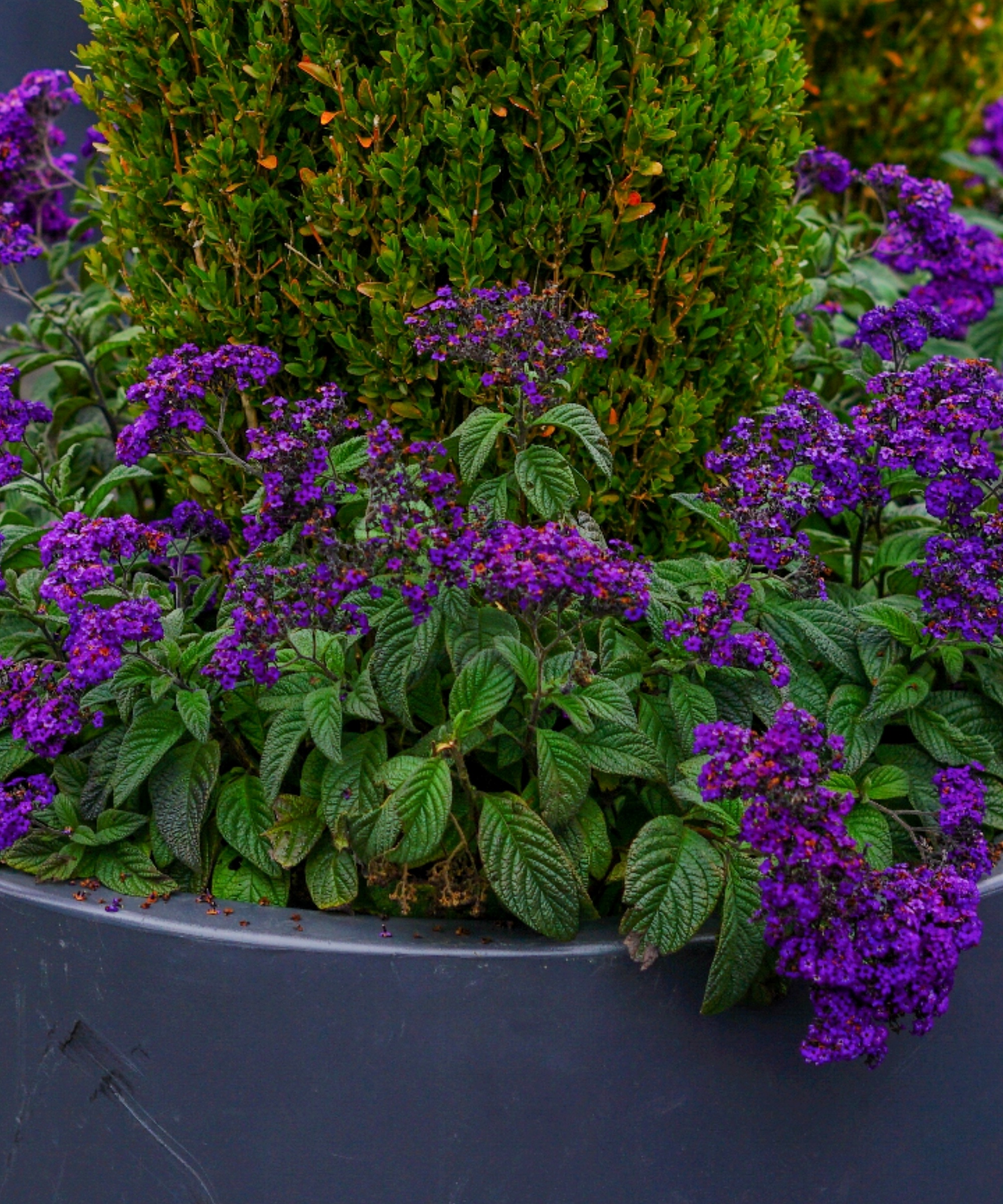Attractive purple flower and a conifer in a fiberglass planter