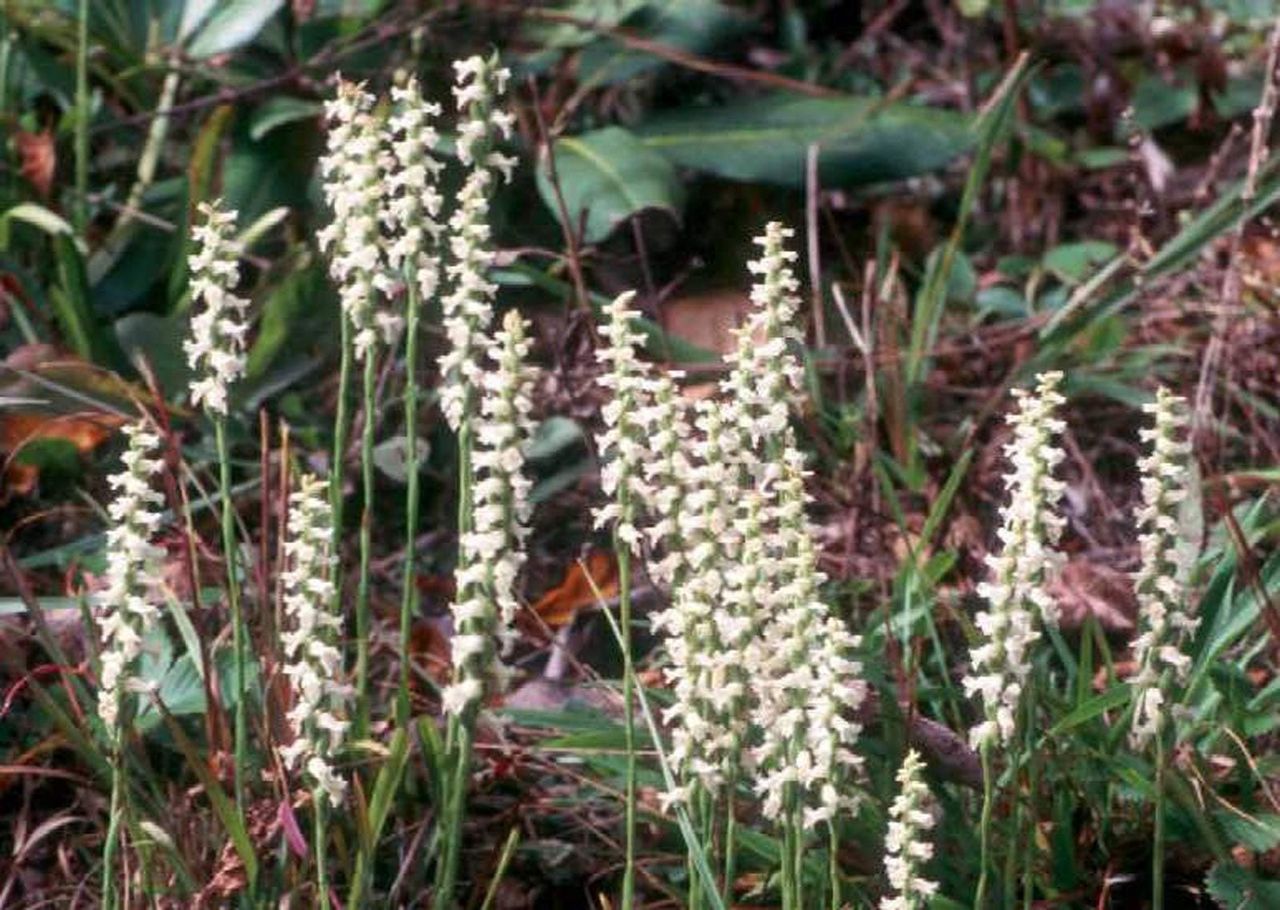 Nodding Lady&amp;#39;s Tresses Plants